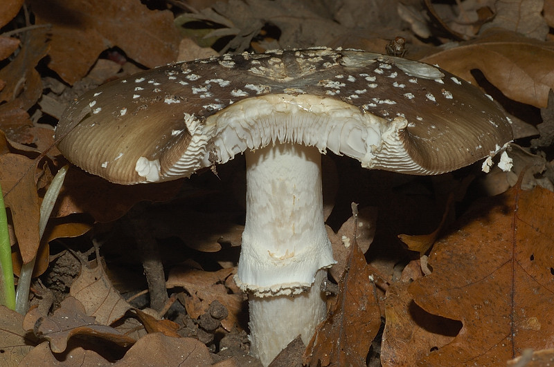 Piccola escursione in bosco di pianura